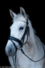 Black series portretten paarden